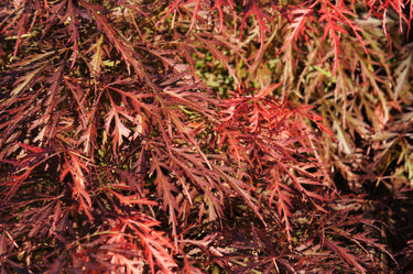 10 WEEPING LACELEAF MAPLE Japanese Acer Palmatum Dissectum Green Yellow Red Tree Seeds